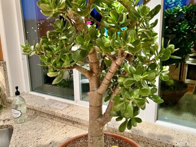 Si vivís cerca de la playa, conocé las plantas perfectas para tener en tu casa o jardín