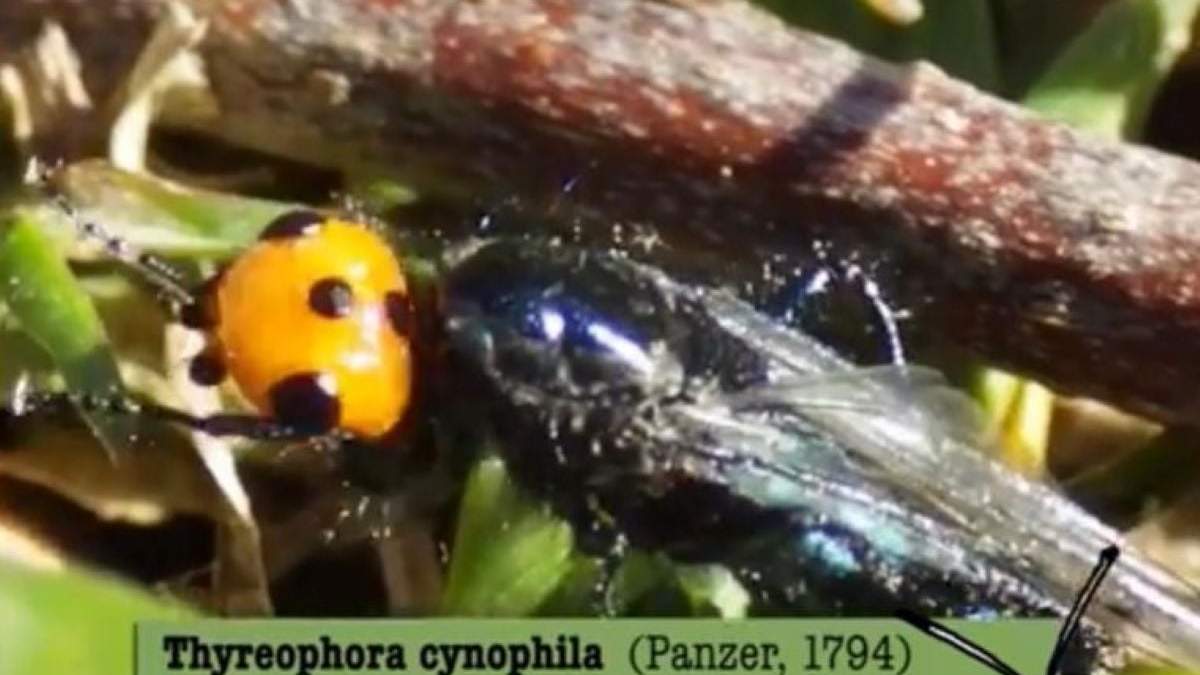 Mosca "quebrantahuesos" que se creía extinta