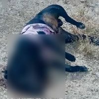 Denuncian que policías de Juchipila, Zacatecas, matan a balazos al menos a cuatro perros