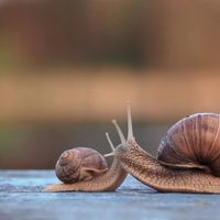 Sin químicos: el truco perfecto para alejar a las babosas y caracoles de tu jardín y tus plantas