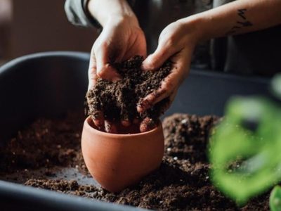 Lo que ocultan los jardineros: el secreto para que tus plantas crezcan hermosas y sanas, sin gastar un peso