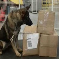 Más de 10 kilos de 'crystal” son hallados ocultos en macetas en aeropuerto de Querétaro