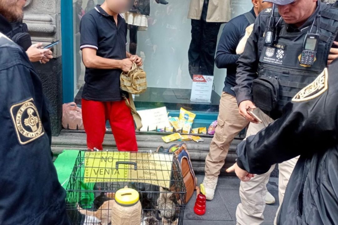 Rescatan a cachorros utilizados para pedir dinero en calles del Centro Histórico VIDEO