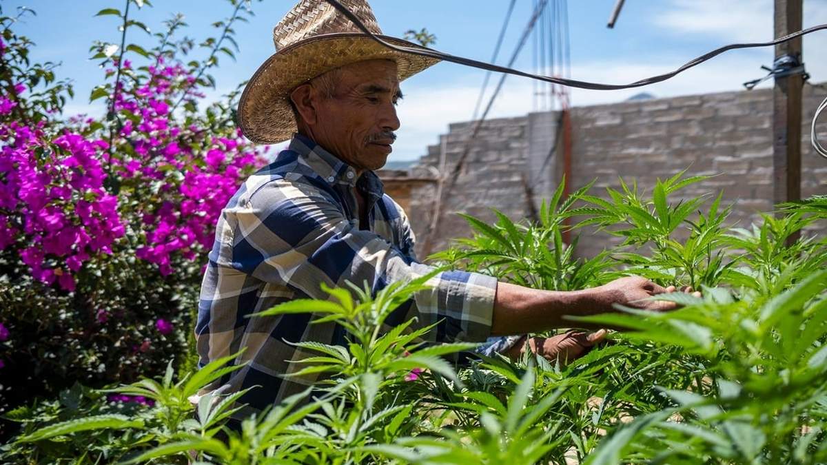 El cultivo de cannabis en Oaxaca