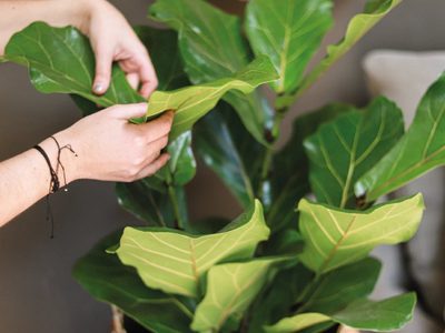 El caballito de batalla de invierno: la planta pequeña y fácil de cuidar que da las flores más bonitas