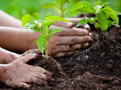 Mucho cuidado: si tirás la yerba usada en tus plantas, tenés que saber este dato