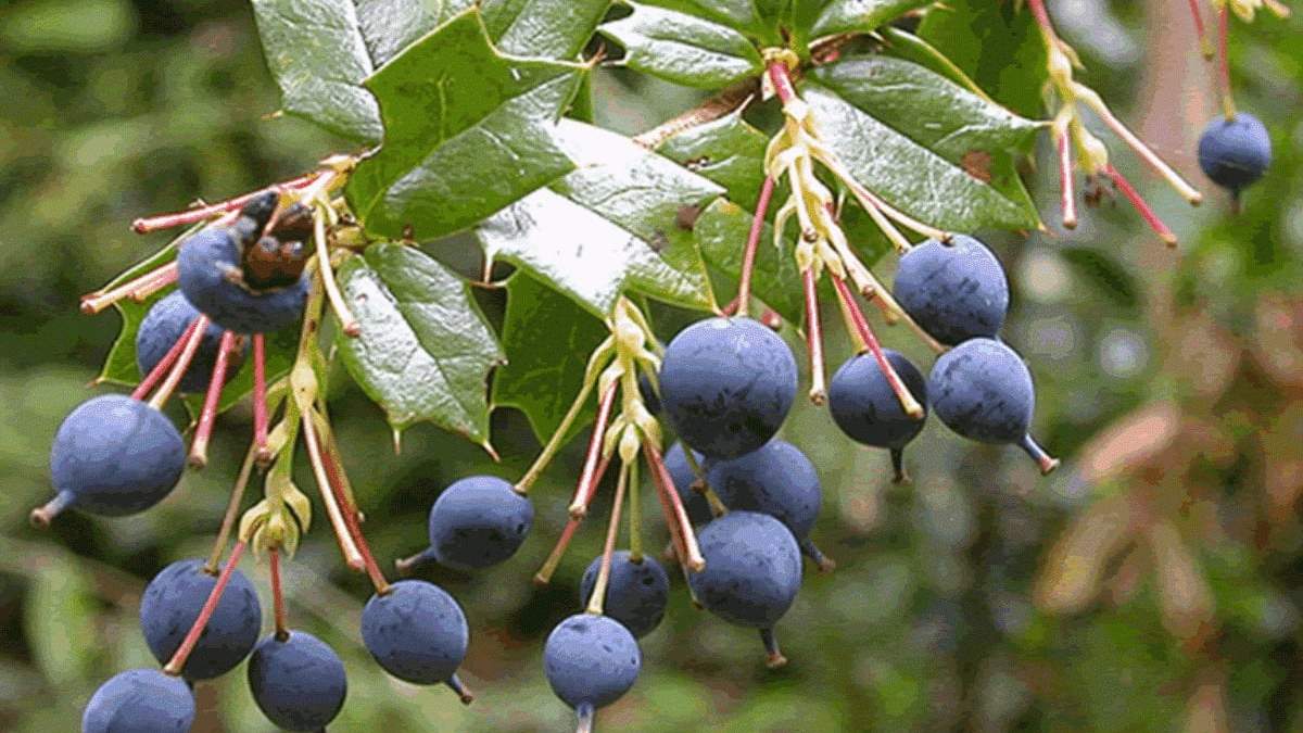 El fruto del Sur que es superalimento. Fuente: (Instagram)
