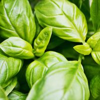 La poderosa mezcla de 3 ingredientes caseros que revive cualquier planta y hace que explote de flores