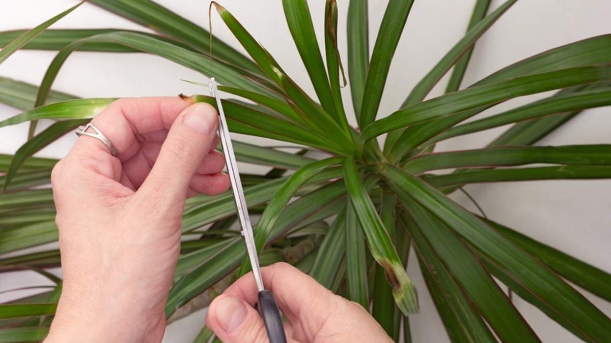Palmera. Fuente: (X)