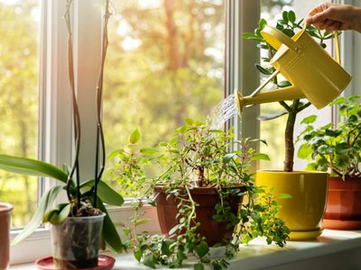 Cuidá tus plantas en otoño: el error al regar que puede arruinarlas