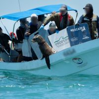 Liberan a 19 lobos marinos de BC de redes de pesca que les apretaban el cuello