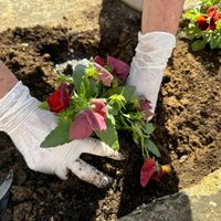 El abono rico en nitrógeno que impulsará a tu jardín