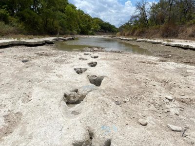 Sequía deja al descubierto huellas de dinosaurios en parque de Dallas (Video)