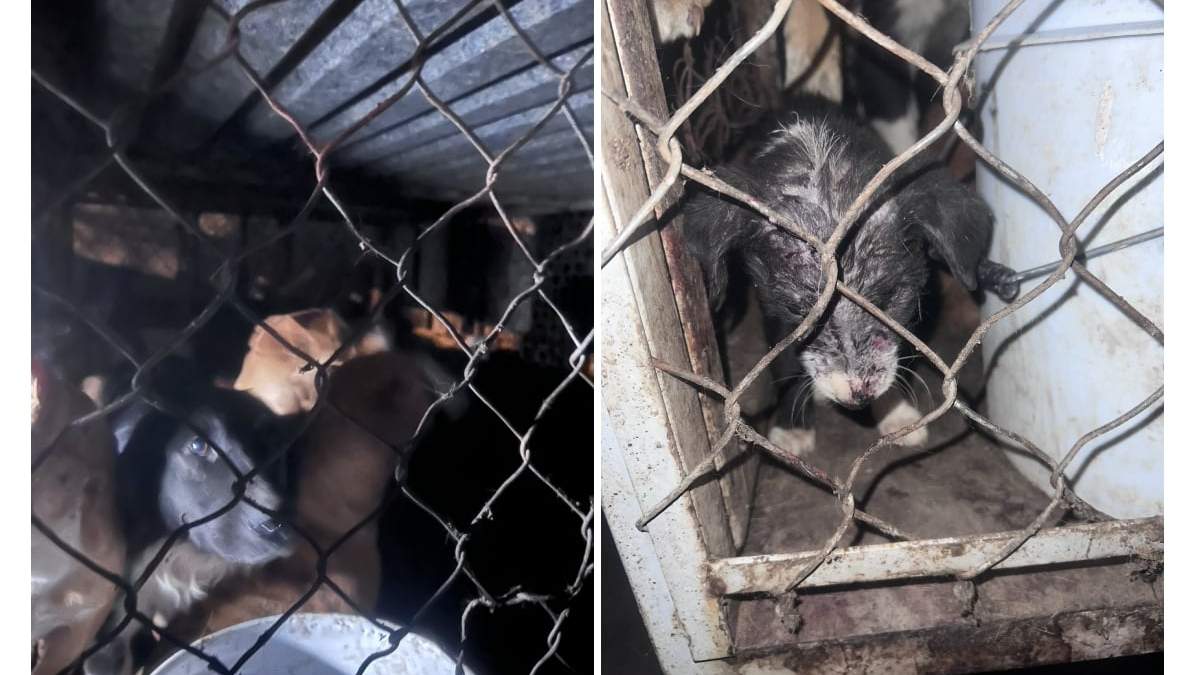 Perros en una fosa clandestina