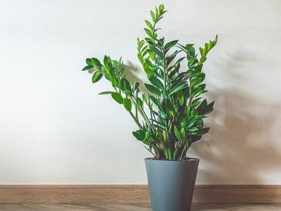 La planta tendencia en decoración que es poco exigente en cuidados y atrae la abundancia a tu hogar