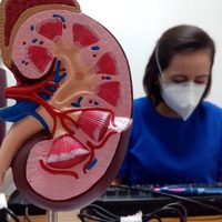 La enfermedad renal crónica será la quinta causa de muerte en el mundo