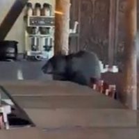 Un oso irrumpe en un restaurante en Monterrey; así reaccionaron los clientes (Video)