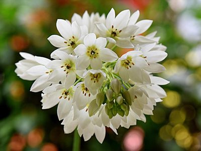 La planta cuyas llamativas flores son ideales para decorar tu mesa en estas Fiestas: el detalle que las hace perfectas