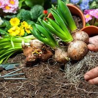 No pierdas tiempo: lo que tenés que hacer estas semanas en tu jardín si querés las plantas más hermosas en primavera