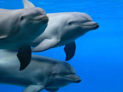 Poneme una de Beethoven: hallan que a los delfines les gusta la música clásica y que los tranquiliza