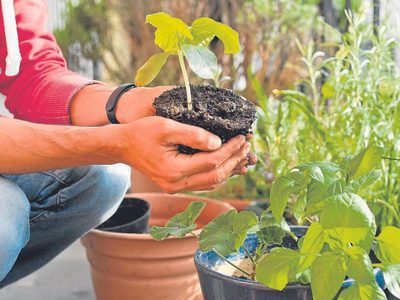 Trucos infalibles para que tus plantas reciban más luz, ahora que se vino el frío y no hay mucho sol