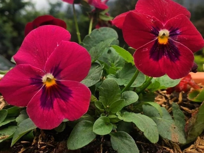 El secreto para cuidar tu planta de Pensamientos y se mantenga rozagante ahora en primavera