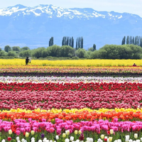 Comenzó la temporada de tulipanes en Trevelín: fechas, entradas y cómo llegar