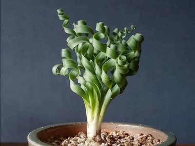 La llamativa suculenta cuyas hojas son espiraladas y es perfecta para darle un toque distintivo a la deco de tu hogar