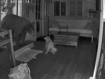 Un perro enfrentó a un enorme oso que se había metido en una casa de familia