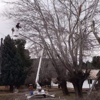San Martín de los Andes: la poda de árboles en altura, en su máxima expresión