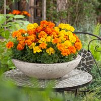 5 plantas que tenés que plantar en tu jardín o huerta para mantener bien lejos a todas las plagas e insectos
