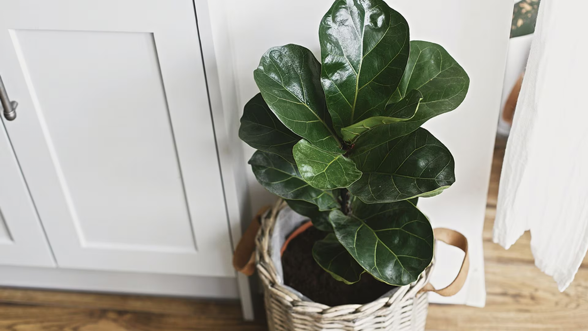 Planta. Fuente: (Instagram)
