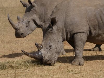 Los cazadores furtivos han matado más de 100 rinocerontes en Sudáfrica en los primeros meses de 2025