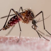 Adiós a los mosquitos: un estudio reciente revela el olor que los mantiene alejados