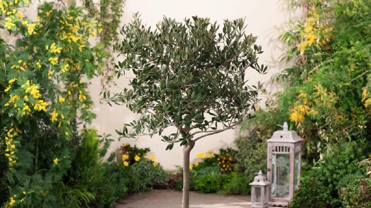 Olivo, un árbol de exterior/interior. Fuente: (X)