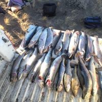Multaron a cuatro personas por pesca furtiva en Piedra del Águila