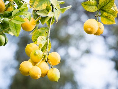 Jardinería en pandemia: descubrí por qué los cítricos son un grupo de riesgo