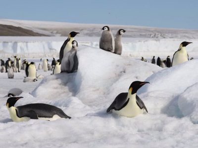 El deshielo diezma la reproducción del pingüino emperador