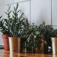 Suculentas: técnicas muy fáciles para plantarlas sin raíz y tenerlas en casa