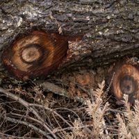 COP26: Depredado por la deforestación, México suscribe acuerdo en defensa de los bosques