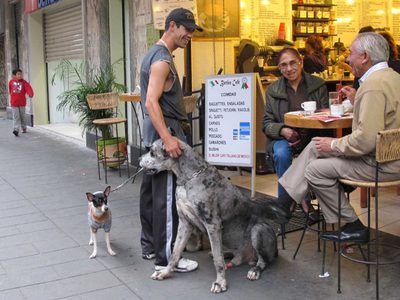 Diputada propone que todos los establecimientos mercantiles en CDMX sean “pet friendly”.