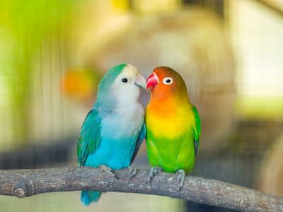 Curiosidades sobre el agaporni: el ave del “amor” que nunca se separa de su pareja y que destaca por su belleza