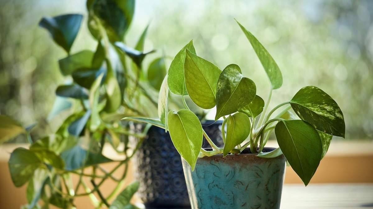 Cómo multiplicar tu planta de Potus más rápido. Fuente:(X)