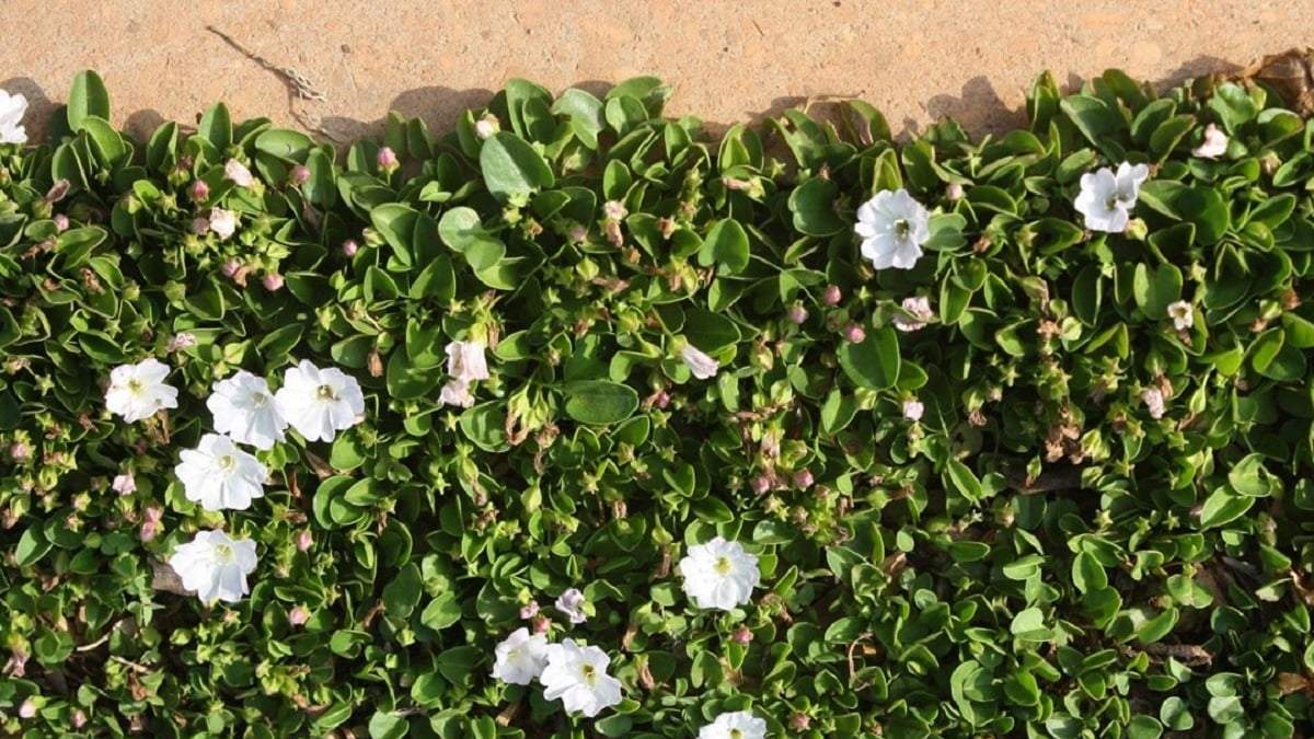 Cuidados de la planta Falkia Repens. Fuente: (X)