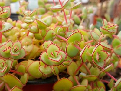 Ideal para principiantes: la suculenta colgante a la que le encanta el sol y que es dura de matar