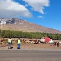 Bajo la lluvia, se realizó un operativo para asistir a crianceros que se trasladaban por la ruta 43