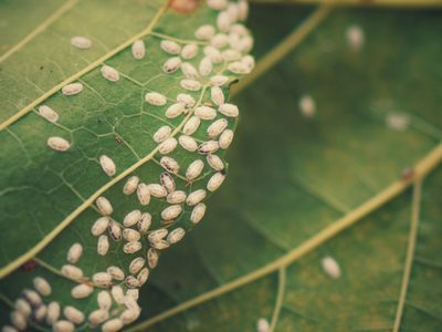 El truco que los jardineros no te dicen: cómo eliminar la cochinilla de tus plantas con solo 1 ingrediente