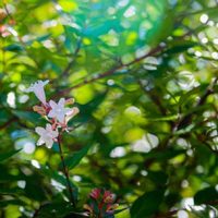 El secreto para hacer tus propias plantas de cerco, gratis y sin gastar en el vivero