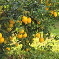 No tires las hojas de tu limonero, mirá cómo podés usarlas para proteger tu salud y ahorrar mucho dinero