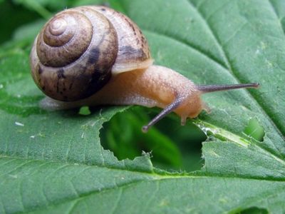 No gastes de más: 5 formas baratas para mantener alejados a los caracoles de tus plantas en el jardín